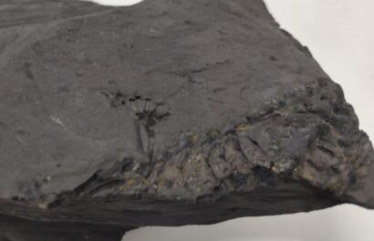 Uma das pérolas entre os achados: uma pata de Mesosaurus que ficou marcada no folhelho.