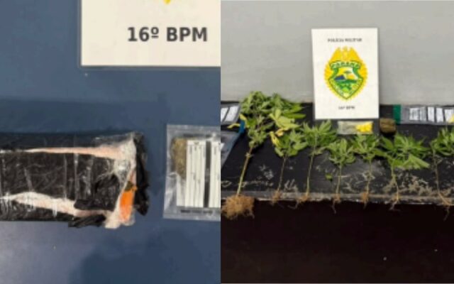 Encomenda de maconha interceptada leva PM a prender dois homens e descobrir plantação de cannabis em Guarapuava